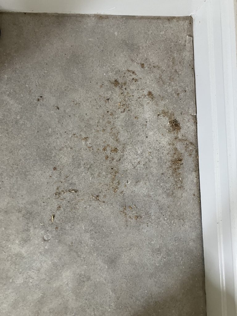 Carpet cleaning techniques